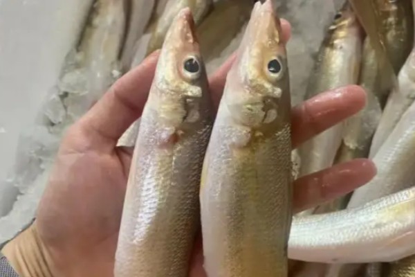 星沙鮻是什么鱼?