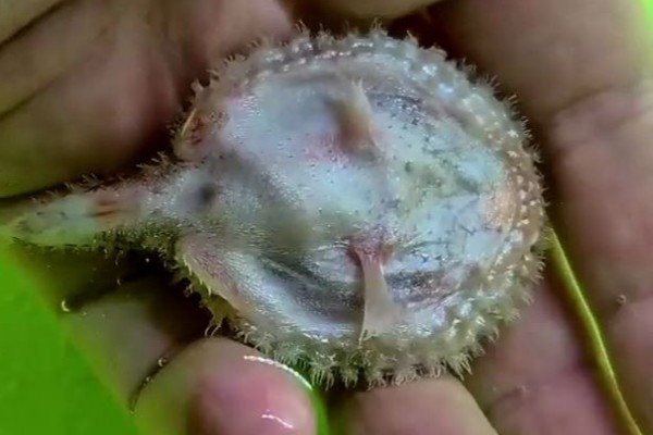 网纹牙棘茄鱼是什么鱼?