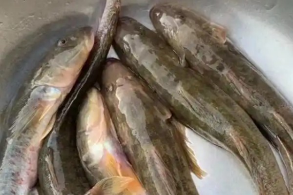 缨光鱼是什么鱼？