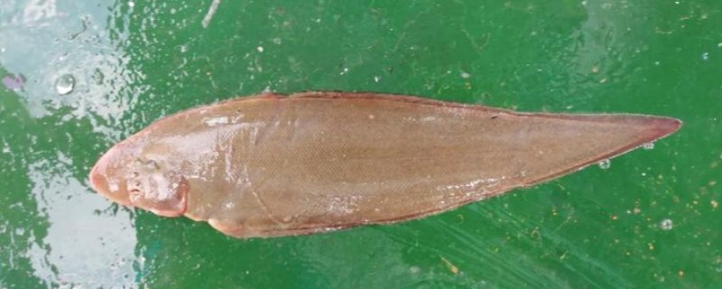 稀鳞舌鳎是什么鱼？