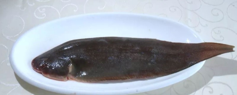 箬板鱼是什么鱼？