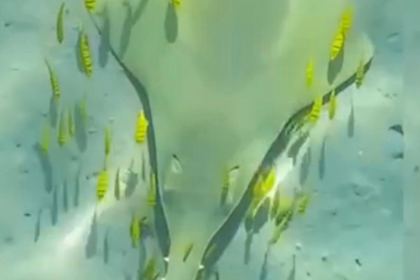 钝锯鳐是什么鱼?