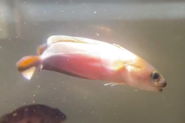 日本须稚鳕是什么鱼?
