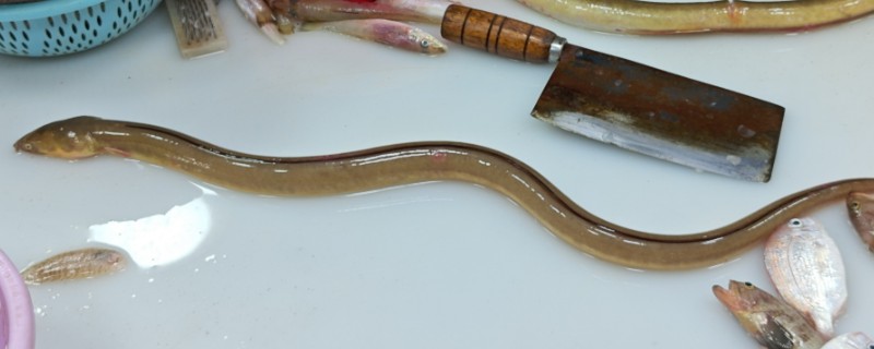 食蟹荳齿蛇鳗是什么鱼？