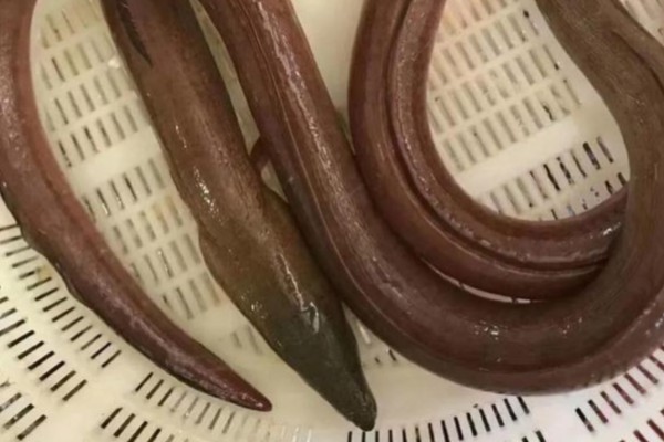 食蟹荳齿蛇鳗是什么鱼?