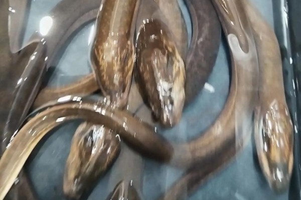 银色突吻鳗是什么鱼？