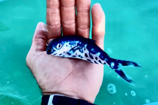 双鳍鲳是什么鱼?