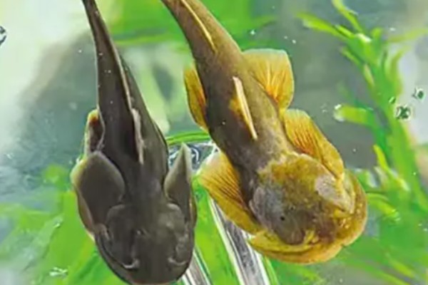 短鳍鮡是什么鱼?