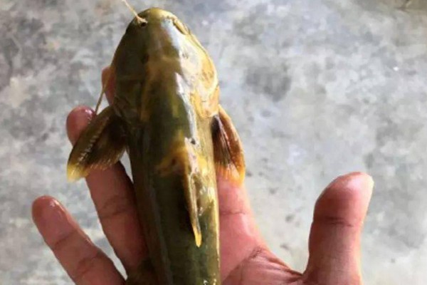 短鳍鮡是什么鱼?