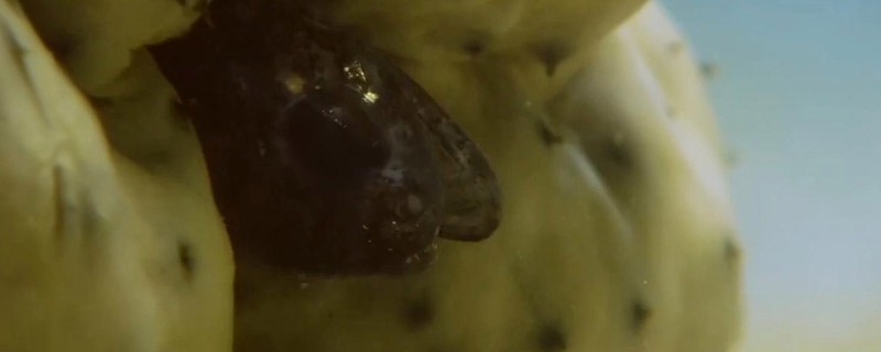 荷姆氏隐鱼是什么鱼？