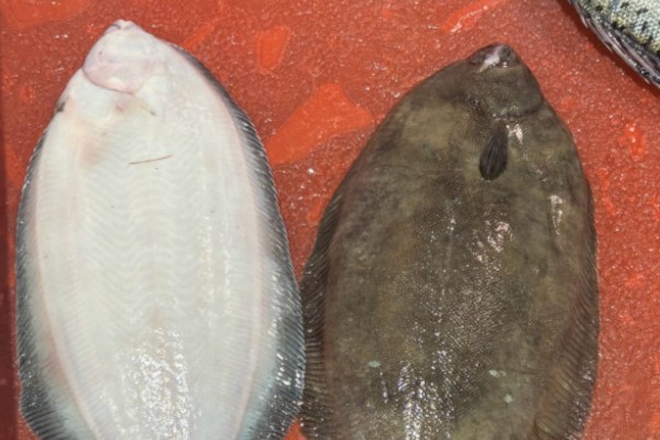 亚洲油鲽是什么鱼?