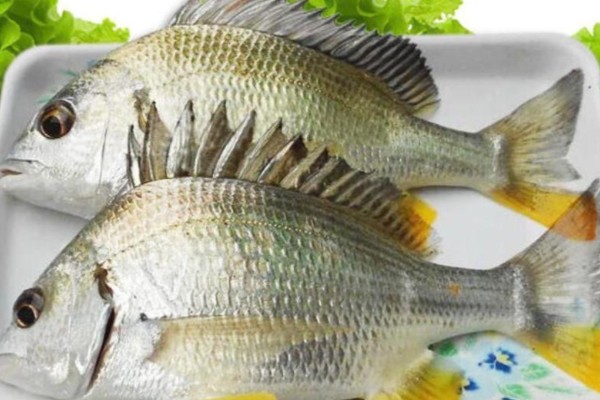 黄鳍鲷是什么鱼？