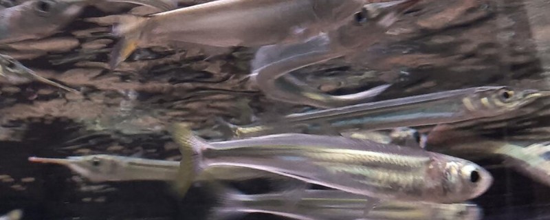 烟台棱鳀是什么鱼？