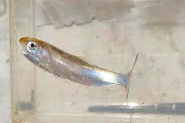 烟台棱鳀是什么鱼?
