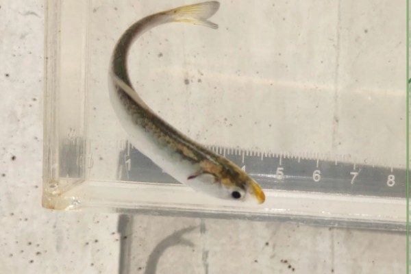 烟台棱鳀是什么鱼?