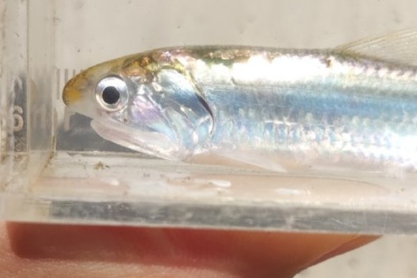 烟台棱鳀是什么鱼?