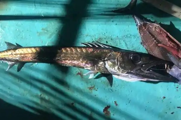 黑鳍蛇鲭是什么鱼？