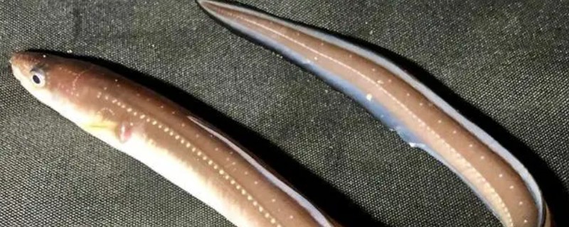 灰康吉鳗是什么鱼？