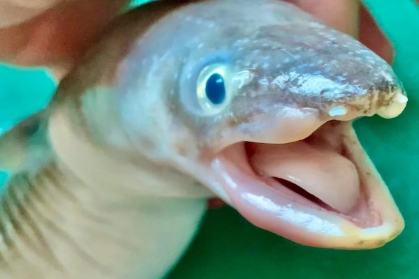 灰康吉鳗是什么鱼?