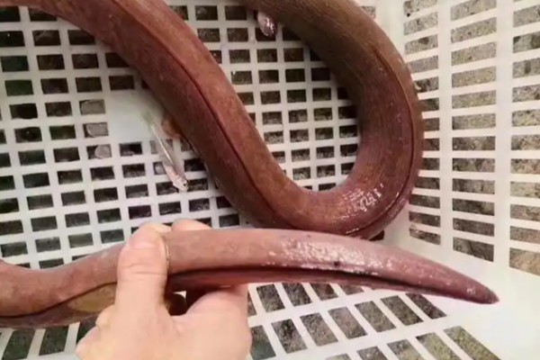 波路荳齿蛇鳗是什么鱼?