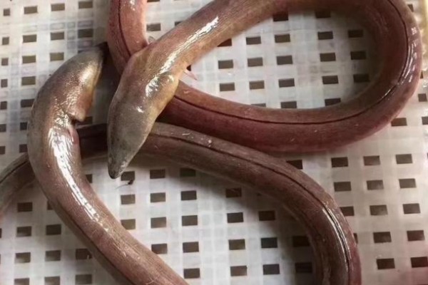 波路荳齿蛇鳗是什么鱼?