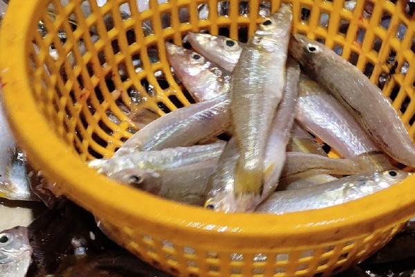 沙姜仔是什么鱼?