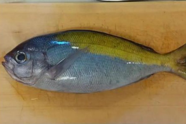 黄背梅鲷是什么鱼?