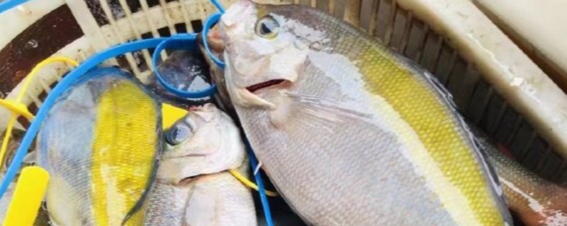 黄背梅鲷是什么鱼？