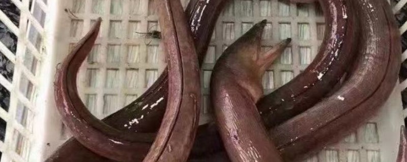 榄鳝是什么鱼？