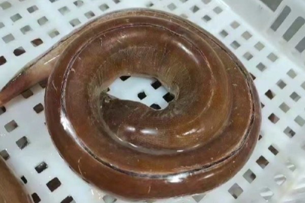 榄鳝是什么鱼？