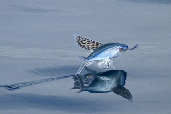 燕鳐鱼是什么鱼?