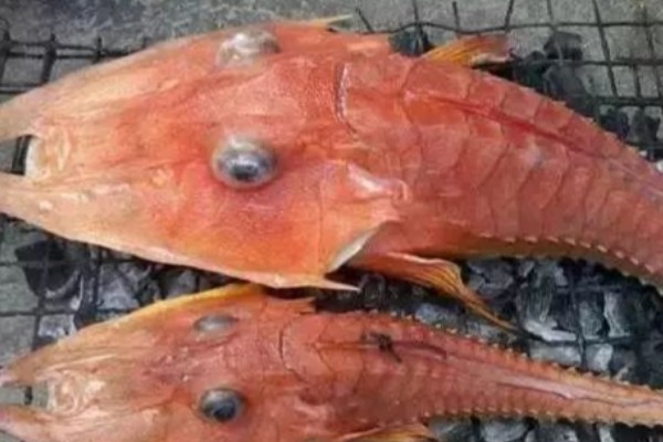 长吻副角鲂鮄是什么鱼?