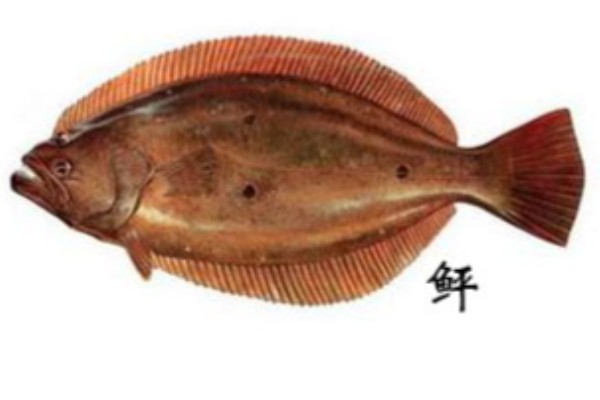 北原左鲆是什么鱼?