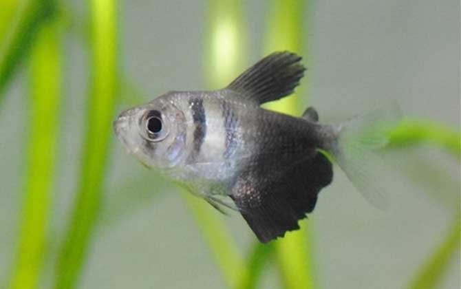 黑裙鱼是什么鱼