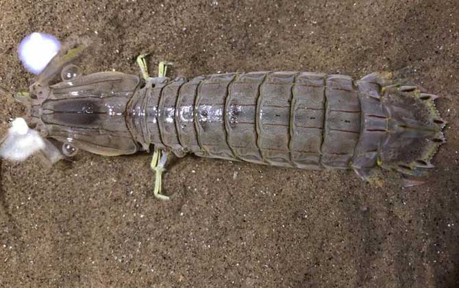 琵琶虾是什么虾? - 百科 - 酷钓鱼