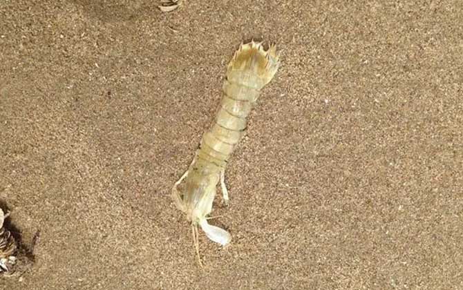 琵琶虾是什么虾? - 百科 - 酷钓鱼