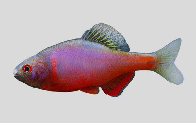 细鳞华鳑鲏是什么鱼？