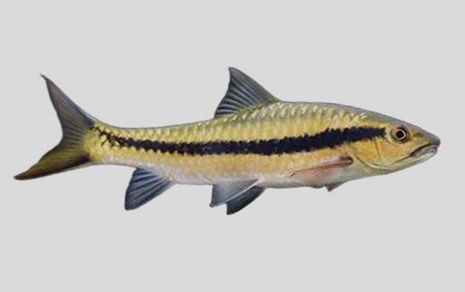 软鳍新光唇鱼是什么鱼？