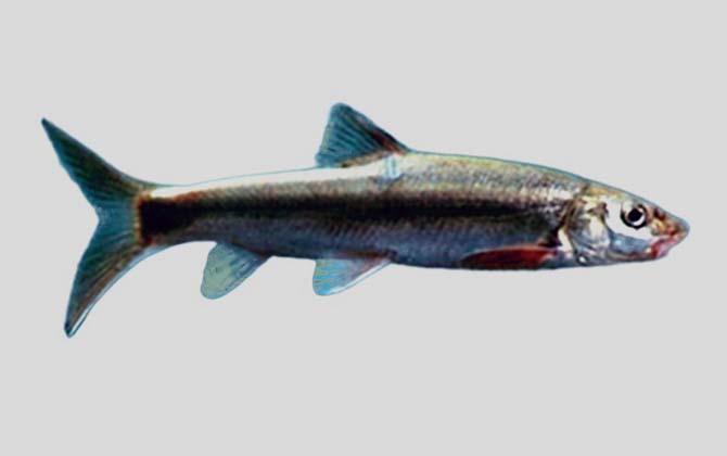 中唇弓鱼是什么鱼？