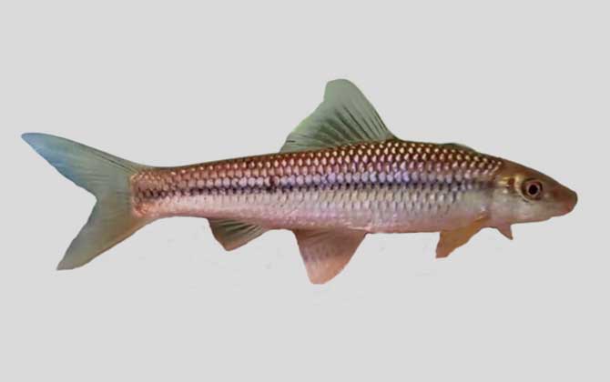 长须直口鲮是什么鱼？