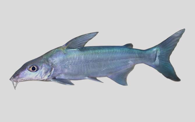 锥吻鲶是什么鱼?