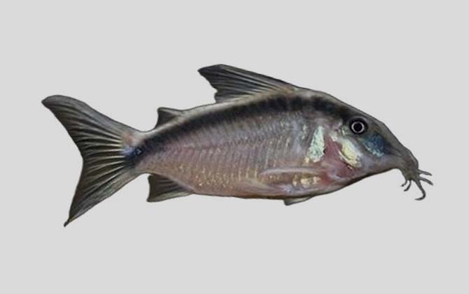 纵带兵鲶是什么鱼?