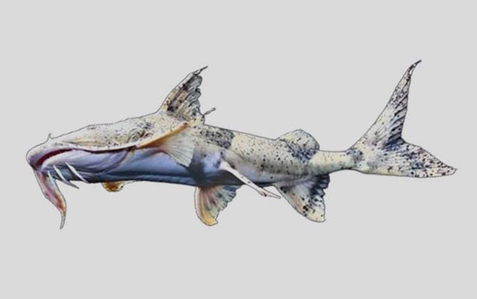 长丝魾是什么鱼？